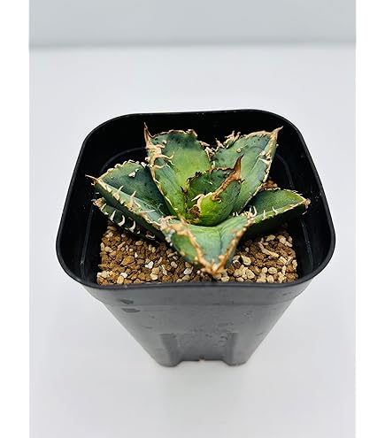 Amazon｜アガベ チタノタ 魔丸/Agave titanota 'Mamaru'/ 観葉植物